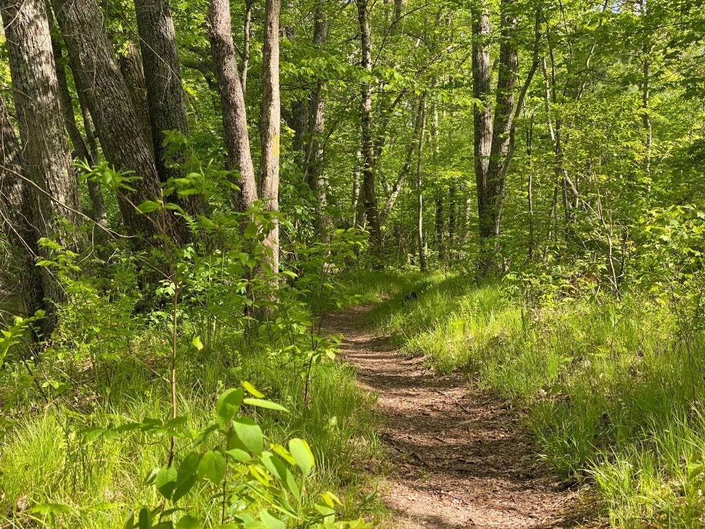 Earthen trail in green grass and forest