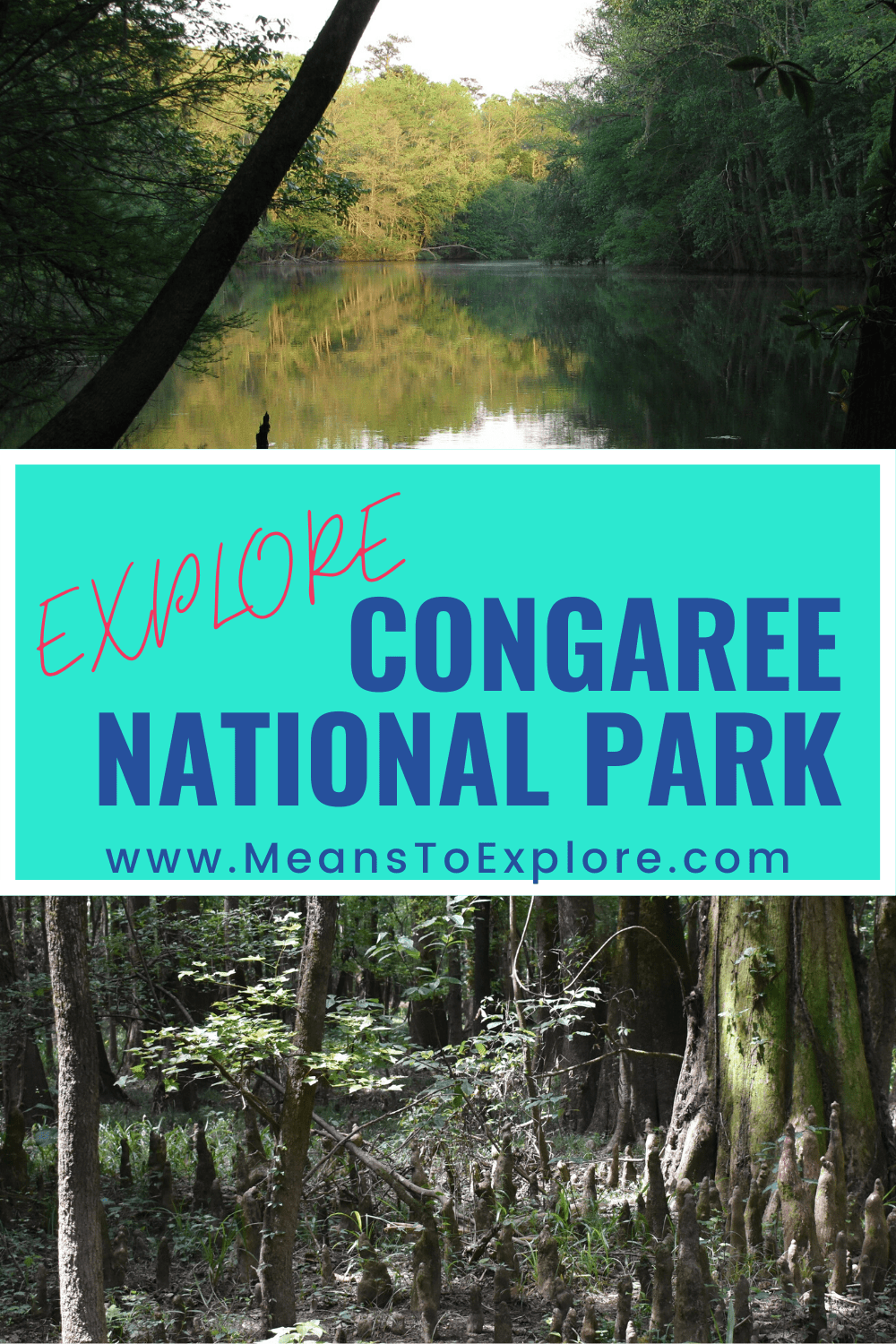 The Ultimate Guide to Congaree National Park: Save Time Planning Your Trip!