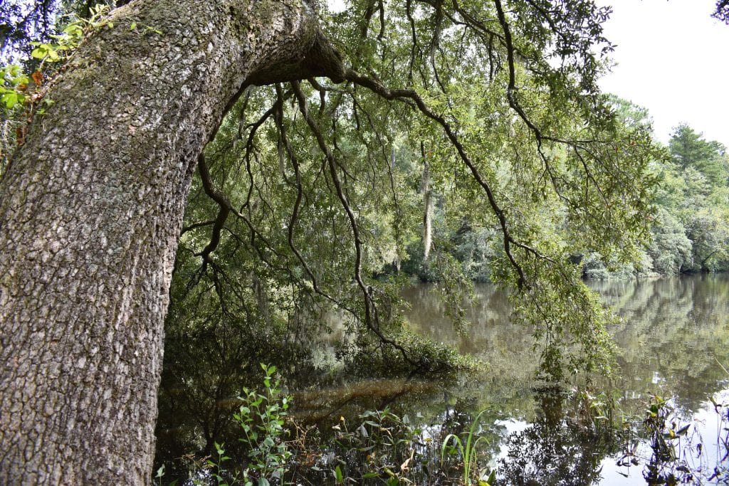 Ashley River with overhanging live oak and spanish moss