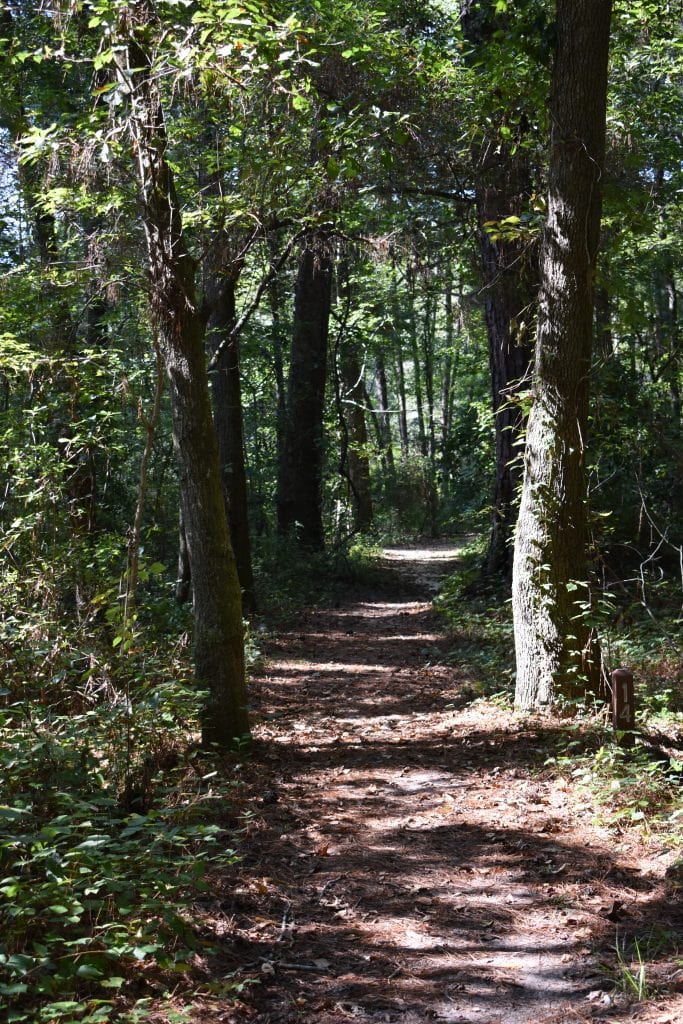 wooded path with greenery