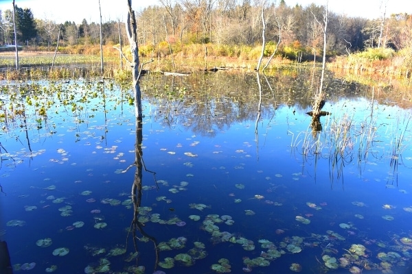 Deep blue of the beaver marsh is spotted with green lily pads and surrounded by autumn trees in Cuyahoga Valley National Park