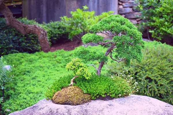 Green bonsai tree at the North Carolina Arboretum in Asheville