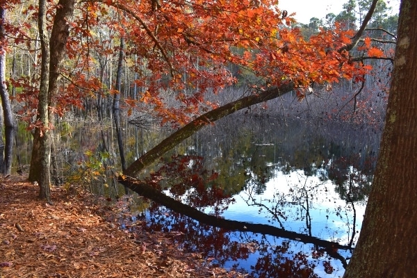 orange-leaved tree overhangs the the sinkhole pond at Santee State Park