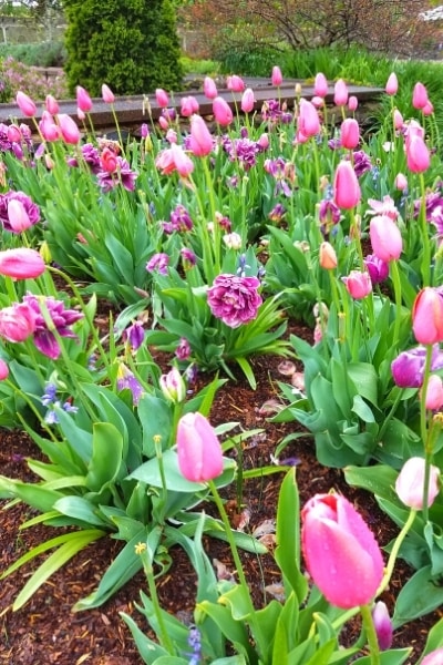 Pink and purple tulips and other flowers shine through the rain in the Biltmore Estate's walled garden