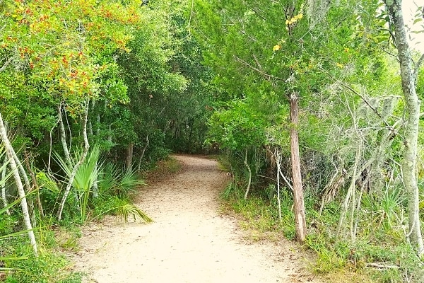 Sandy Spanish Mount Trail surrounded by dense green trees and palms in Edisto Beach State Park