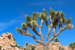 Read more about the article How to Day Trip to Joshua Tree National Park {Easy One Day Itinerary}