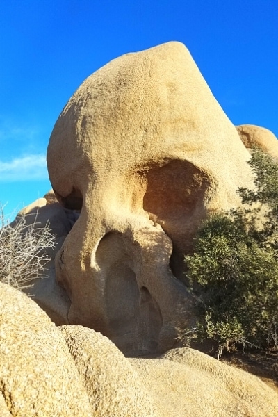 Skull Rock at Joshua Tree National Park is a large boulder eroded by time and weather to look like a giant skull
