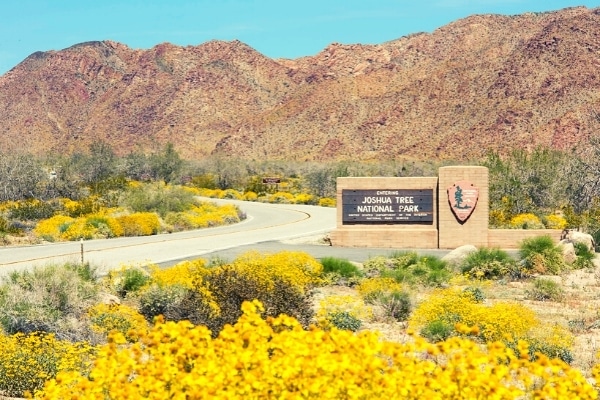 yellow spring flowers cover the desert at the southern entrance to Joshua Tree National Park with the sign in the middleground and the mountains in the background