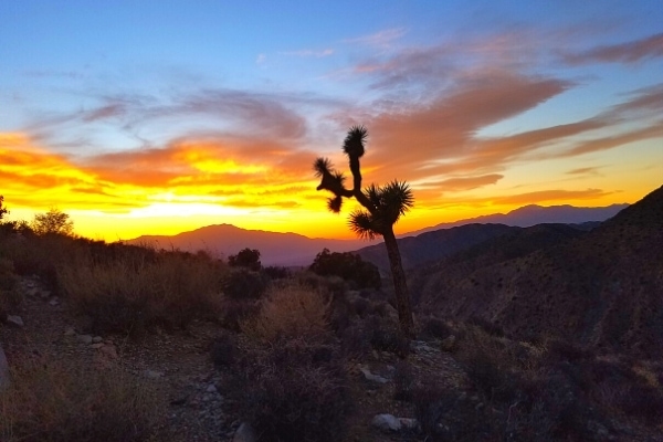 Joshua tree and scrub brush against a sunset at Keys Point in the mountains of Joshua Tree National Park