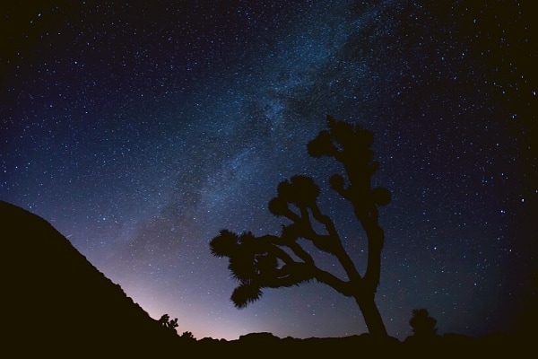 Shadow of a joshua tree against a deep blue starry sky