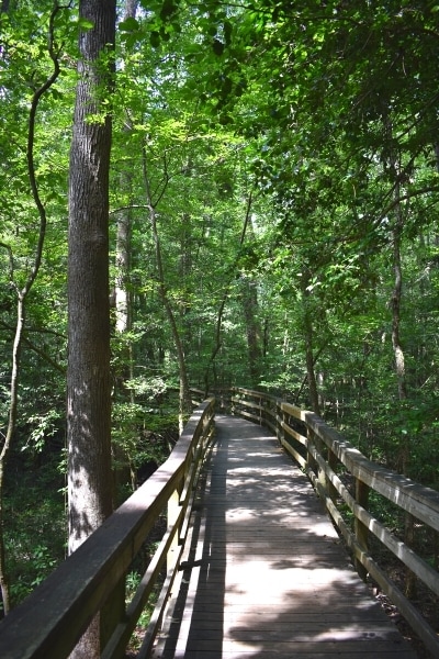 The wooden boardwalk winds its way through the green forests on Congaree National Park's Boardwalk Loop Trail