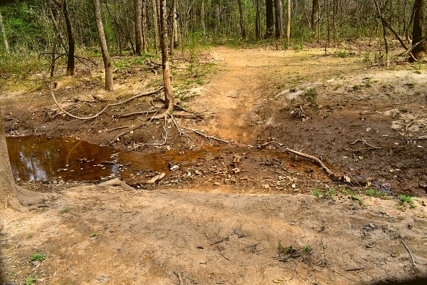Congaree National Park's River Trail has some obstacles along its path, including this muddy crossing of a small creek in the floodplain forest which sometimes blocks the trail