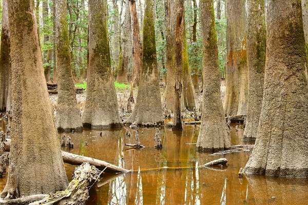 Several enlarged trunks of water tupelo and bald cypress trees in a brown wetland in Congaree National Park