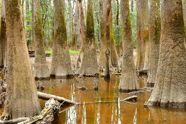 Several enlarged trunks of water tupelo and bald cypress trees in a brown wetland in Congaree National Park