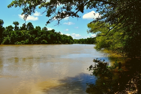 View of the brown Congaree River with a blue summer sky and green tree-lined banks, as seen from the Bates Ferry Trail in Congaree National Park