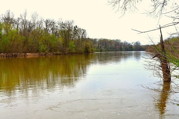 View of the brown Congaree River with an overcast spring sky and tree-lined banks just starting to regrow, as seen from the River Trail in Congaree National Park