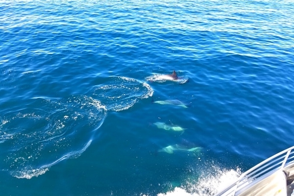 Four dolphins play in the blue waters of the Santa Barbara Channel alongside the ferry