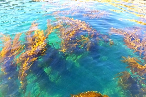 Yellow green ropes of kelp sway in the blue green waters at the Scorpion Ranch Anchorage of Santa Cruz Island, Channel Islands, CA