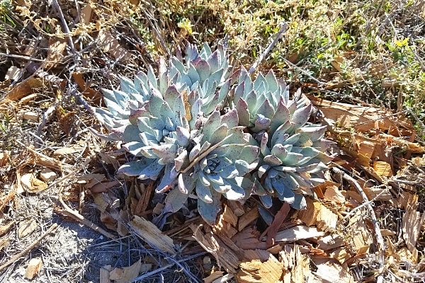 Light green and purple succulents grow in clusters on Santa Cruz Island