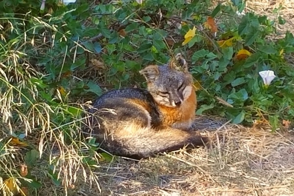 Small brown and cream foxes with a hint of orange fur, native inhabitants of Santa Cruz Island, curl up to sleep in a green bush on the island