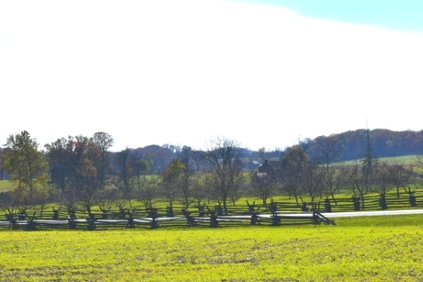 Bare peach trees surrounded by wooden fences and green grass