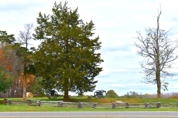 A large pine tree shelters a Civil War cannon and supply cart at Appomattox Court House Battlefield