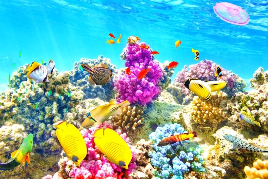 Vibrant colorful fish and reef in clear blue water