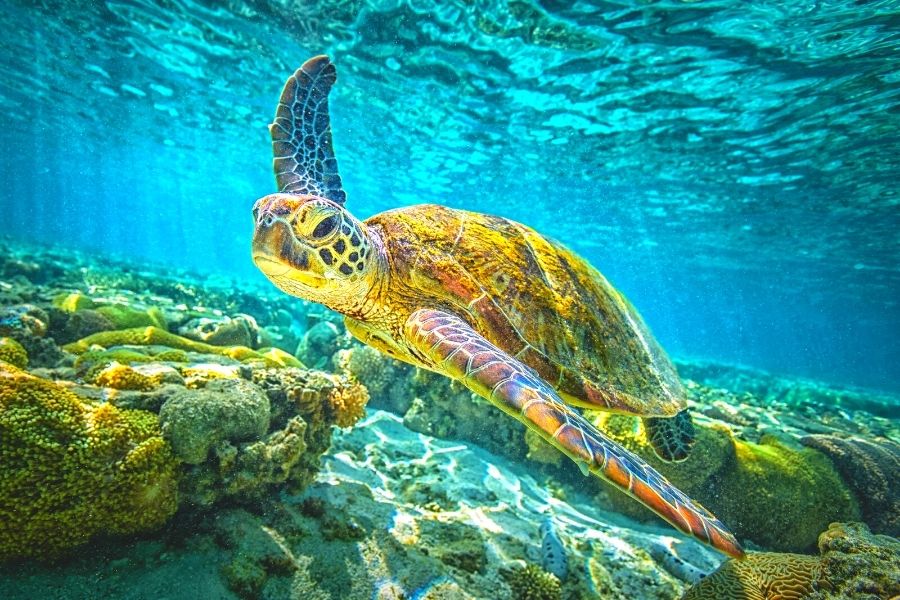 Sea turtle swimming over a rocky reef in blue water