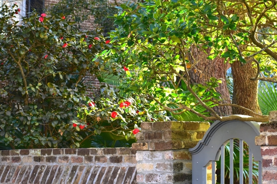 Green leaves with red flowers over a brick wall and wooden curved gate