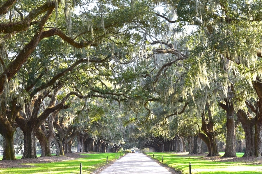 A dirt road lined on both sides by live oak trees covered in moss