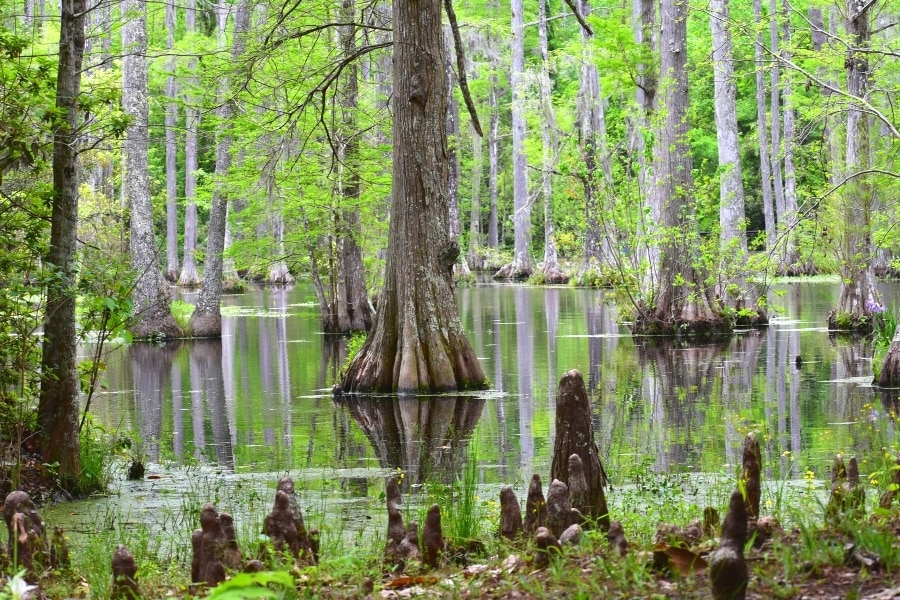 Cypress trees reflect in the water of the Cypress Gardens swamp during a spring green season
