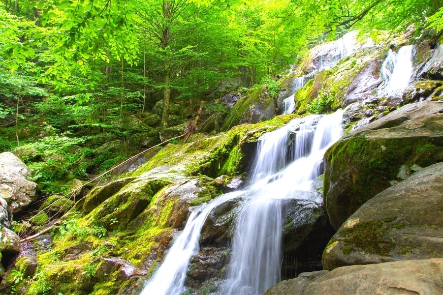 Dark Hollow Falls waterfall cascades down green mossy rocks in a vibrantly green forest in Shenandoah