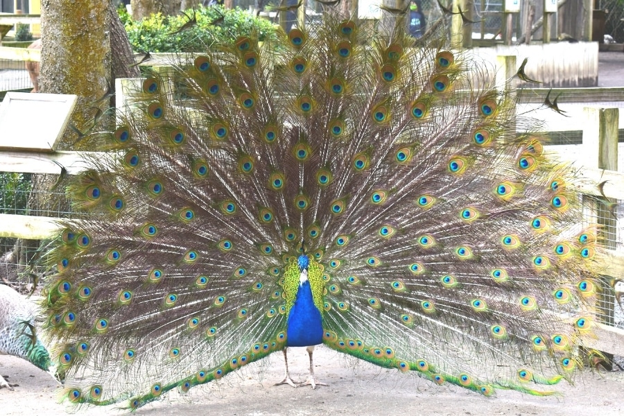 Vibrantly blue and green male peacock shows off his full plumage for a female