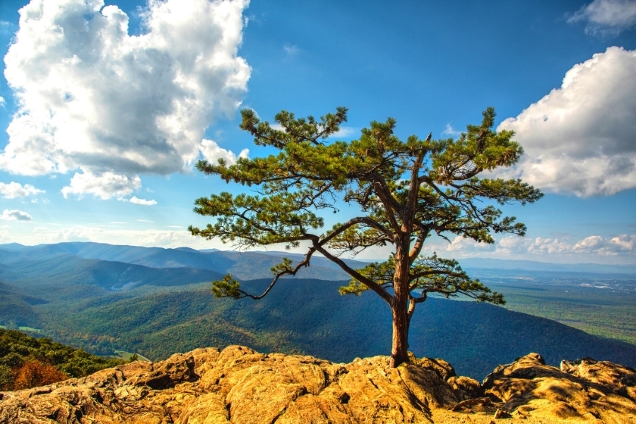 A lone tree in a rocky cliffside stands in front of a blue sky with clouds and a green mountain backdrop