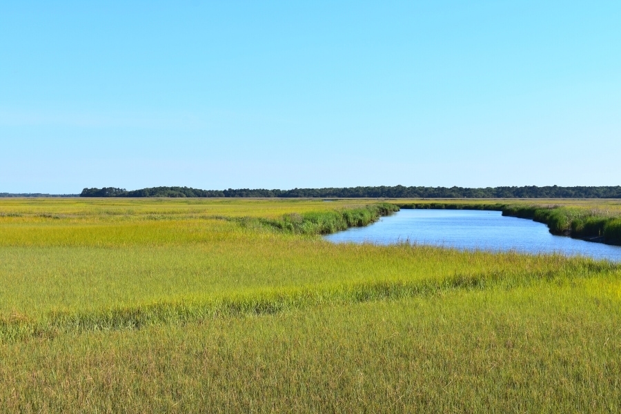 Green salt marsh grass with a blue creek under a clear blue sky