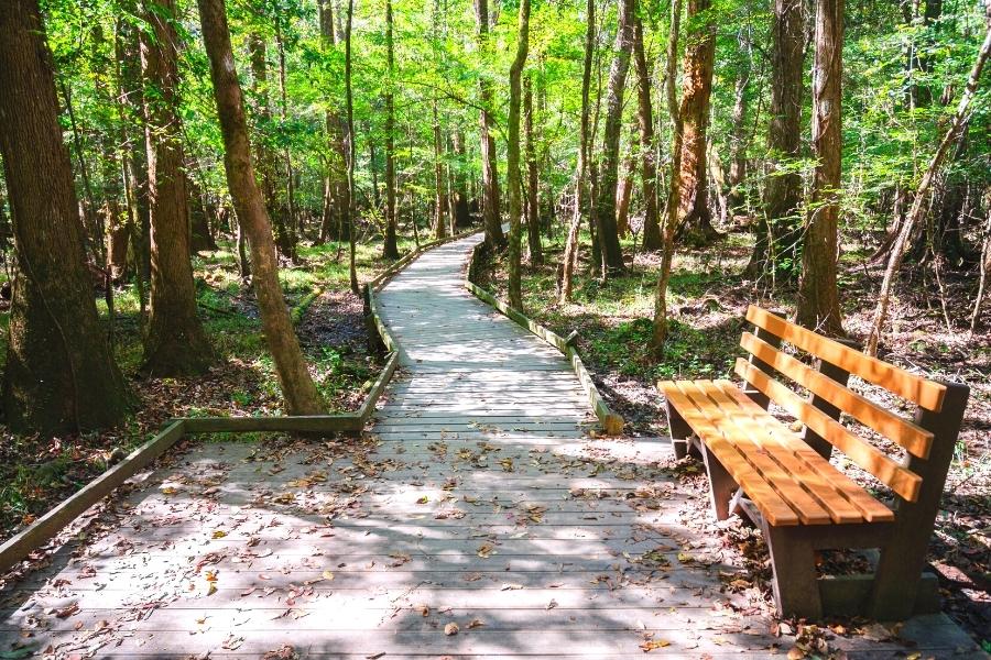 Low boardwalk with a brown bench in the green forest of Congaree National Park