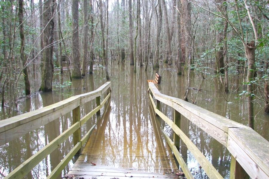 Brown flood waters submerged the Boardwalk trail at Congaree National Park