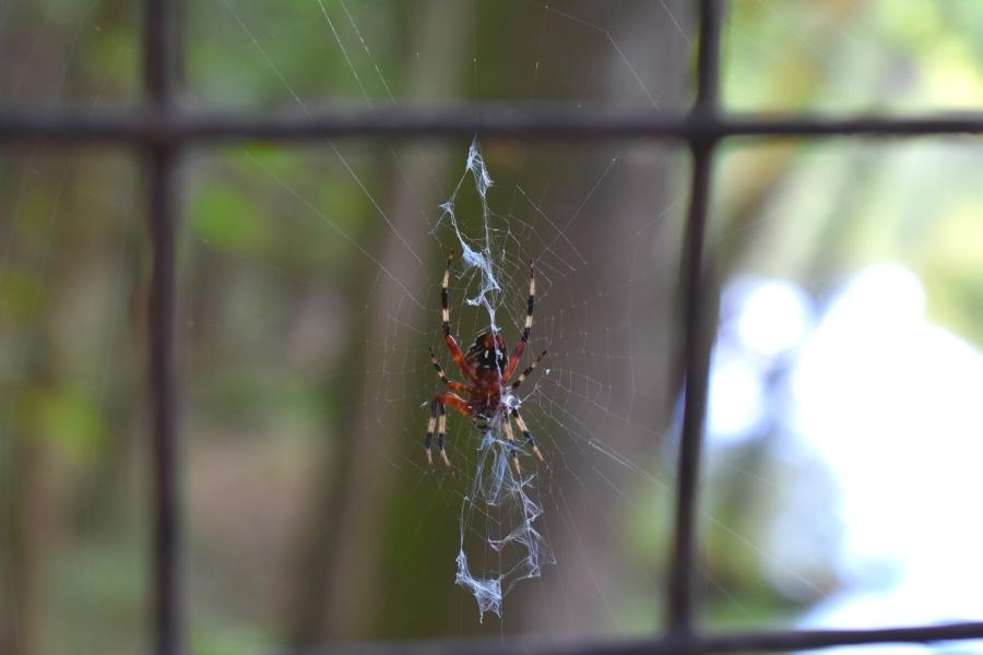 A red, yellow, and black spider in its web on a fence in Congaree National Park