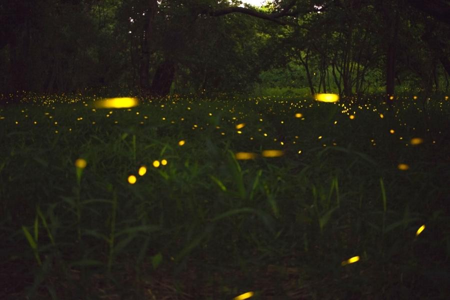 Yellow blurs of light mark the synchronous fireflies in green grass at Congaree National Park