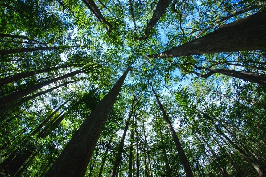 Looking straight up at the sky in a forest at Congaree National park, with the green treetops against a blue sky