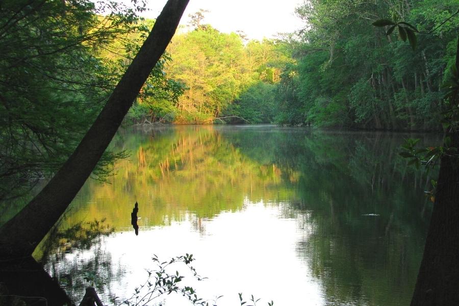 Lake in shade with sunlight on the far bank of trees reflected in Weston Lake at Congaree National Park