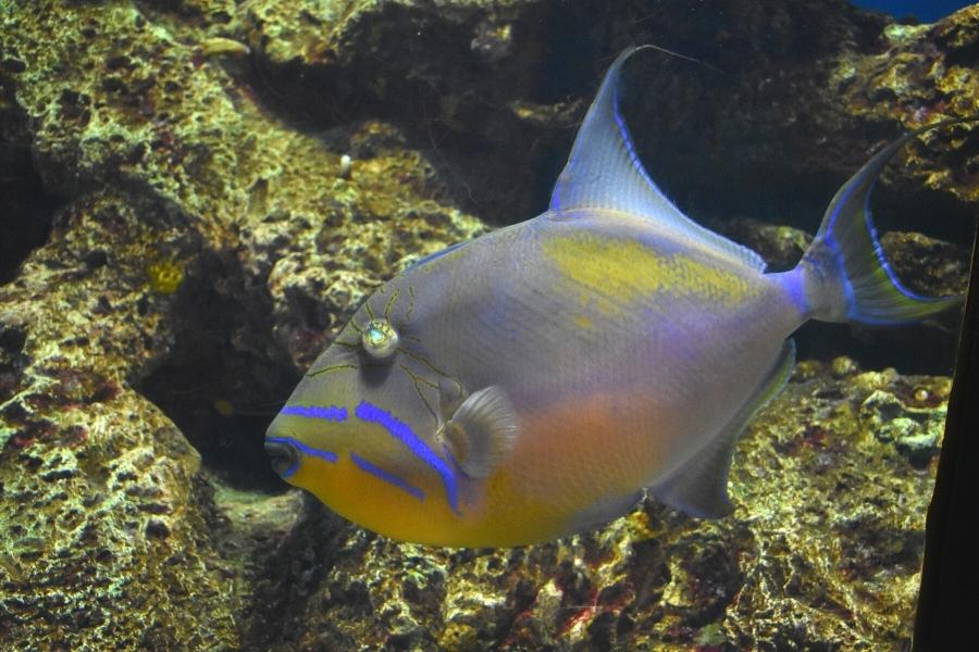 A blue and orange fish stares out of its tank at the South Carolina Aquarium in Charleston, SC