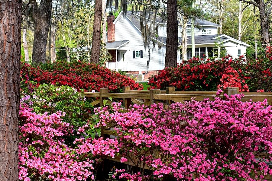 Hundreds of pink, white, and red azalea flowers cover bushes surrounding a wooden bridge with a white house and pine trees in the background