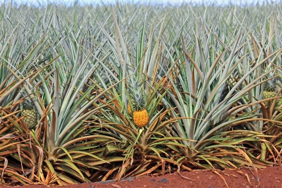 Spiky pineapple plants grow in a red dirt field, with a few pineapples visible