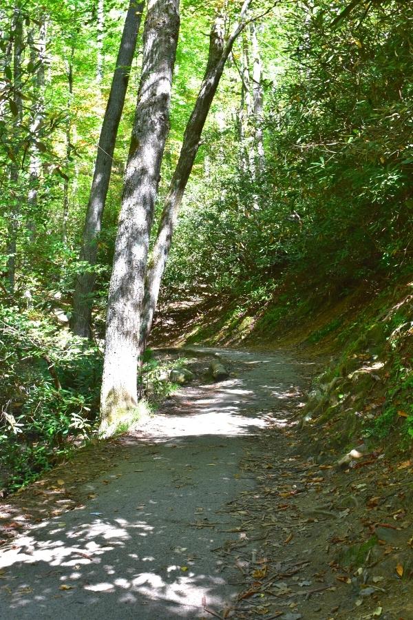 An old paved path winds through the forest to Laurel Falls in Great Smoky Mountains National Park