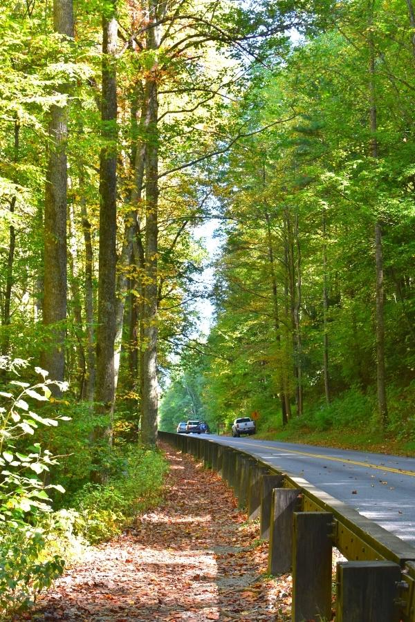 Narrow leaf-covered path behind wooden guardrail adjacent to a roadway through the green forest of Great Smoky Mountains National Park