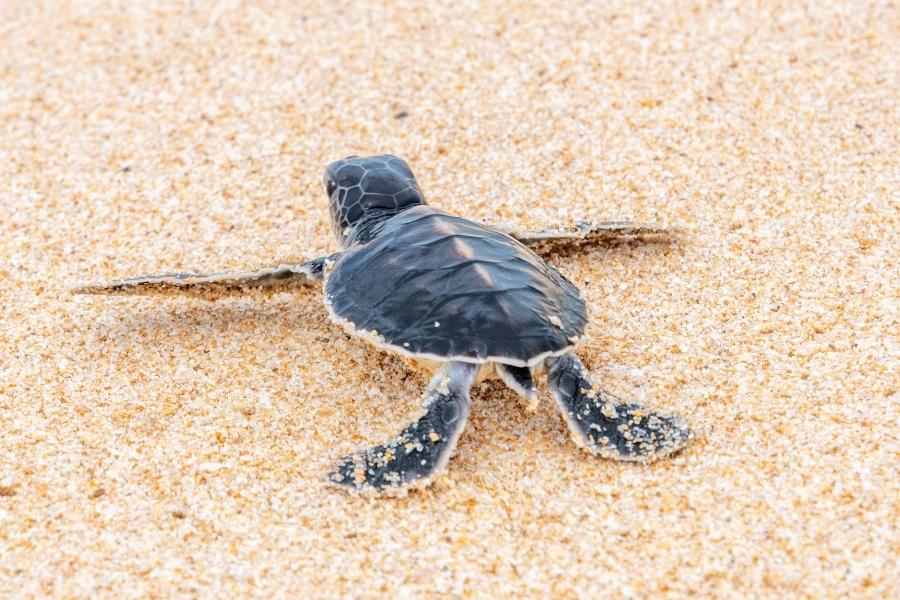 A newly hatched sea turtle makes its way across the yellow sand