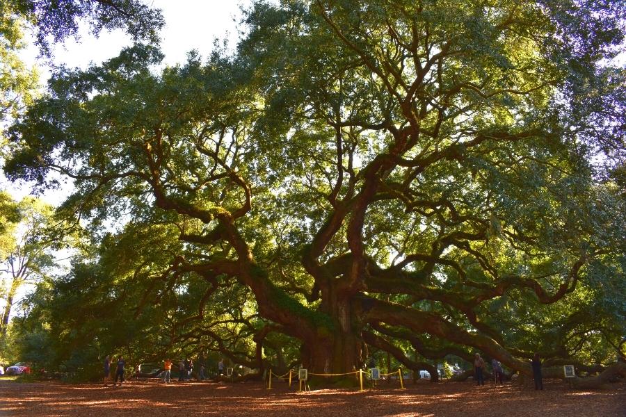 A massive live oak tree blots out the sky as the afternoon sun sets