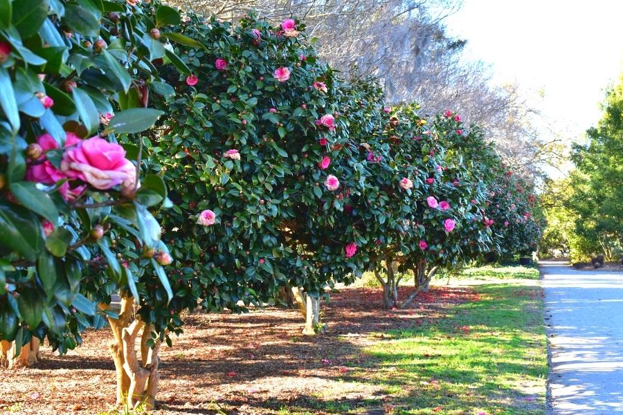 Pink camellia bushes bloom along a gravel path in Hampton Park near The Citadel