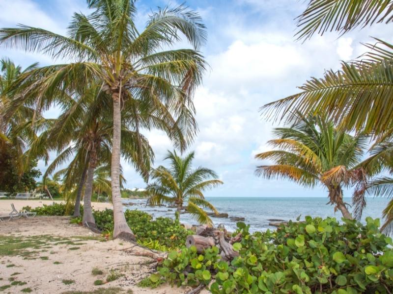 Rocks peek out of blue water and green bushes and large palm trees shade Tamarind Reef Beach in St Croix